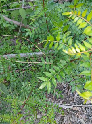 이상돈님의 기타작물 · 영농일지 작성글 사진