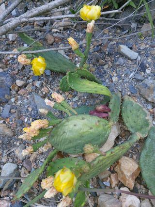 이상돈님의 기타작물 · 영농일지 작성글 사진