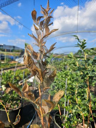 송희숙님의 블루베리 · 병해충상담 작성글 사진