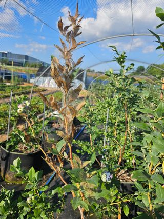 송희숙님의 블루베리 · 병해충상담 작성글 사진