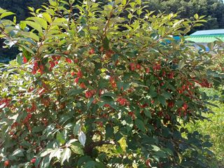 정찬용님의 6월 내 작물 자랑하기🌱 · 참여글 작성글 사진
