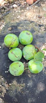 팜모닝 자두·병해충상담 게시글 이미지