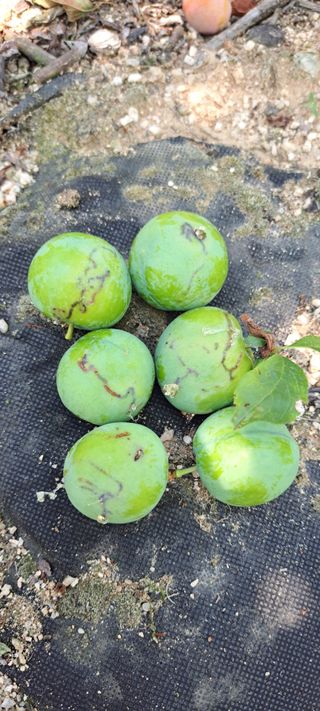 김호연님의 자두 · 병해충상담 작성글 사진