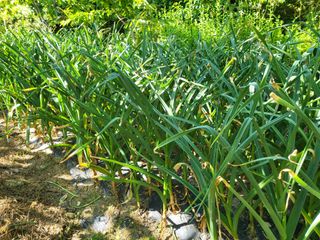 초보농 유경님의 농사, 무엇이든 물어보세요! · 참여글 작성글 사진