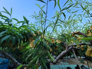 주석룡님의 복숭아 · 병해충상담 작성글 사진