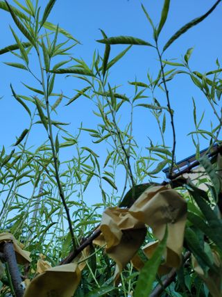 주석룡님의 복숭아 · 병해충상담 작성글 사진