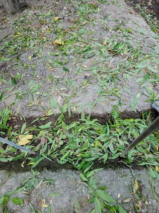 주석룡님의 복숭아 · 병해충상담 작성글 사진