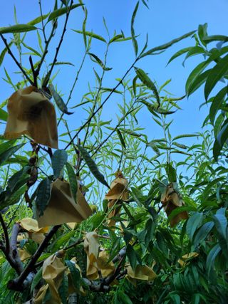 주석룡님의 복숭아 · 병해충상담 작성글 사진