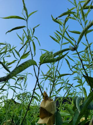 주석룡님의 복숭아 · 병해충상담 작성글 사진