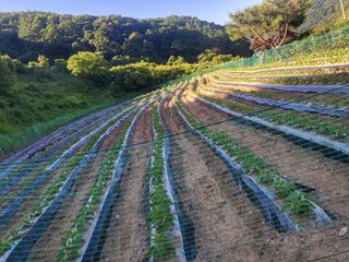 임애자님의 참깨 · 영농일지 작성글 사진