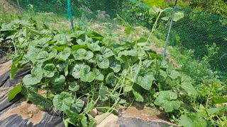 딸기9021님의 6월 내 작물 자랑하기🌱 · 참여글 작성글 사진