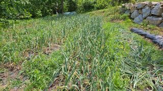 딸기9021님의 6월 내 작물 자랑하기🌱 · 참여글 작성글 사진