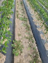 팜모닝 고추·영농일지 게시글 이미지