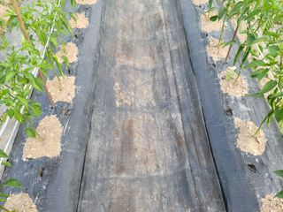 김순례님의 고추 · 영농일지 작성글 사진