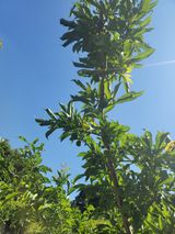 팜모닝 6월 내 작물 자랑하기🌱·참여글 게시글 이미지