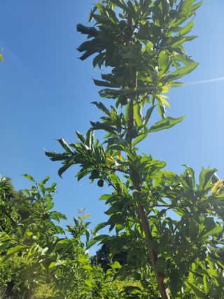 소율이네농장님의 6월 내 작물 자랑하기🌱 · 참여글 작성글 사진