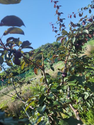 소율이네농장님의 6월 내 작물 자랑하기🌱 · 참여글 작성글 사진