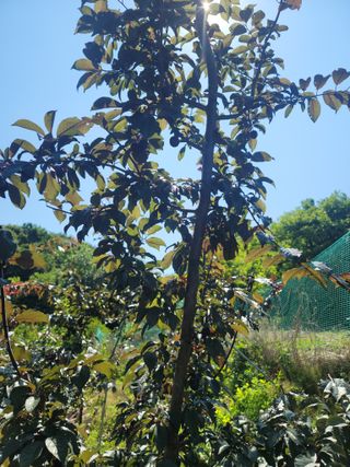 소율이네농장님의 6월 내 작물 자랑하기🌱 · 참여글 작성글 사진