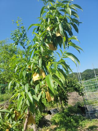소율이네농장님의 6월 내 작물 자랑하기🌱 · 참여글 작성글 사진