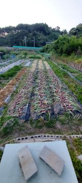 팜모닝 자유주제·자유게시판 게시글 이미지