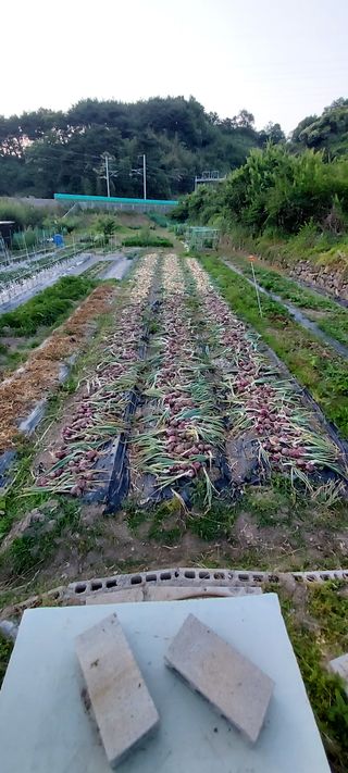 진상성은텃밭님의 자유주제 · 자유게시판 작성글 사진