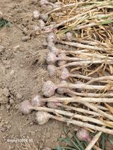 팜모닝 6월 내 작물 자랑하기🌱·참여글 게시글 이미지