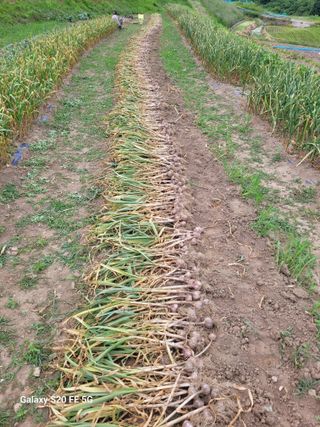 방형달님의 6월 내 작물 자랑하기🌱 · 참여글 작성글 사진