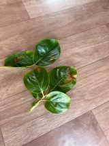 팜모닝 감·병해충상담 게시글 이미지