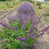 팜모닝 자유주제·자유게시판 게시글 이미지