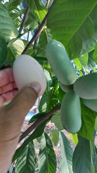 포포나무=항암나무님의 자유주제 · 자유게시판 작성글 사진