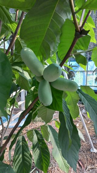 포포나무=항암나무님의 자유주제 · 자유게시판 작성글 사진