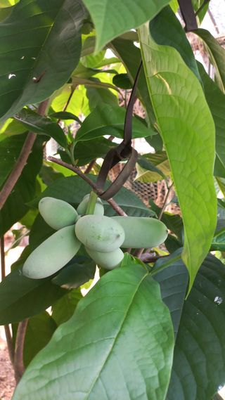 포포나무=항암나무님의 자유주제 · 자유게시판 작성글 사진