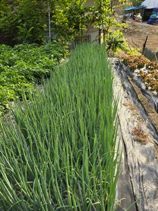 청계닭님의 6월 내 작물 자랑하기🌱 · 참여글 작성글 사진