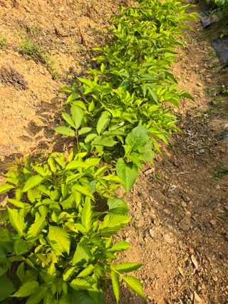 청계닭님의 6월 내 작물 자랑하기🌱 · 참여글 작성글 사진