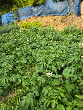 청계닭님의 6월 내 작물 자랑하기🌱 · 참여글 작성글 사진