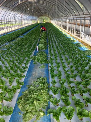 농민님의 자유주제 · 자유게시판 작성글 사진