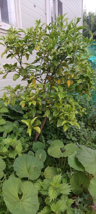 청암농원단감(송본)님의 자유주제 · 자유게시판 작성글 사진