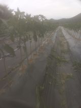 팜모닝 자유주제·자유게시판 게시글 이미지