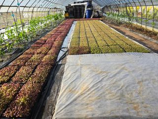 황금농장님의 상추 · 영농일지 작성글 사진