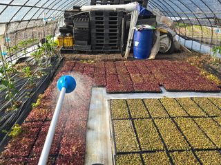 황금농장님의 상추 · 영농일지 작성글 사진