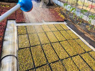 황금농장님의 상추 · 영농일지 작성글 사진