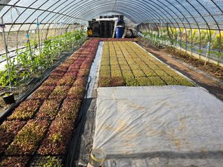 황금농장님의 상추 · 영농일지 작성글 사진