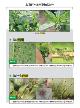 대산농사대장님의 고추 · 비료•농약 작성글 사진