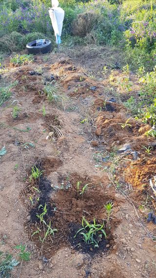 심상화님의 옥수수 · 영농일지 작성글 사진