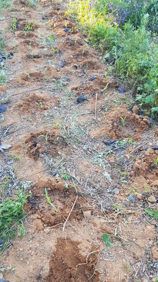 심상화님의 옥수수 · 영농일지 작성글 사진