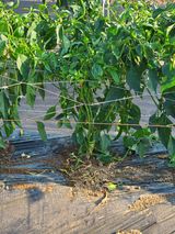 팜모닝 고추·병해충상담 게시글 이미지