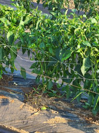 주병민님의 고추 · 병해충상담 작성글 사진