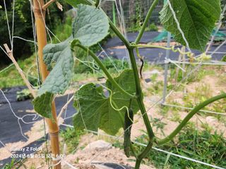 빛내림님의 오이 · 병해충상담 작성글 사진