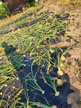 팜모닝 자유주제·건의해요 게시글 이미지