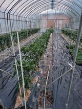 팜모닝 6월 내 작물 자랑하기🌱·참여글 게시글 이미지